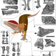 Credit: Senter and Juengst/PLOS ONE, 2016